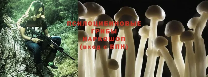 МЕГА   Ершов  Псилоцибиновые грибы MAGIC MUSHROOMS  закладки 